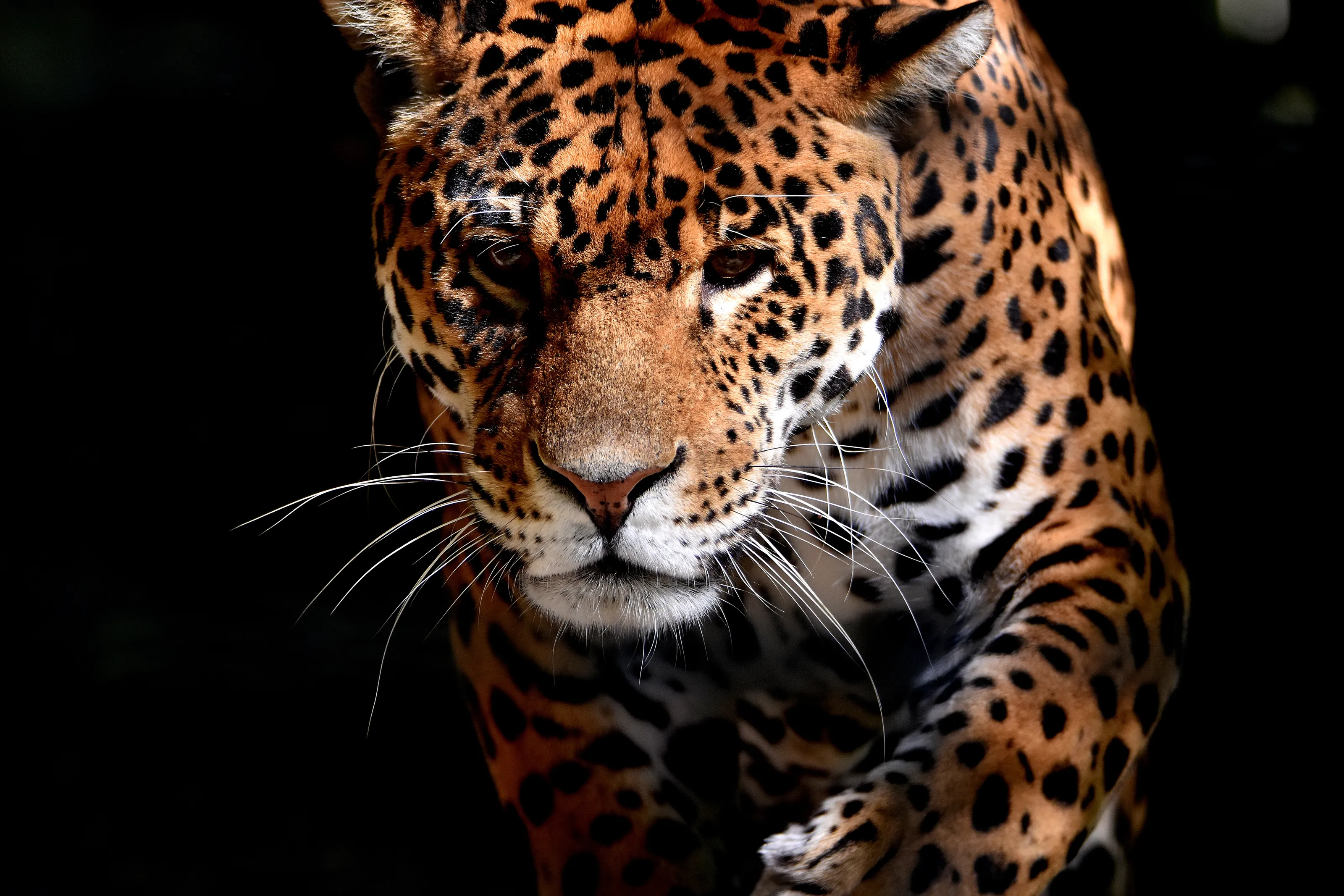 Jaguar