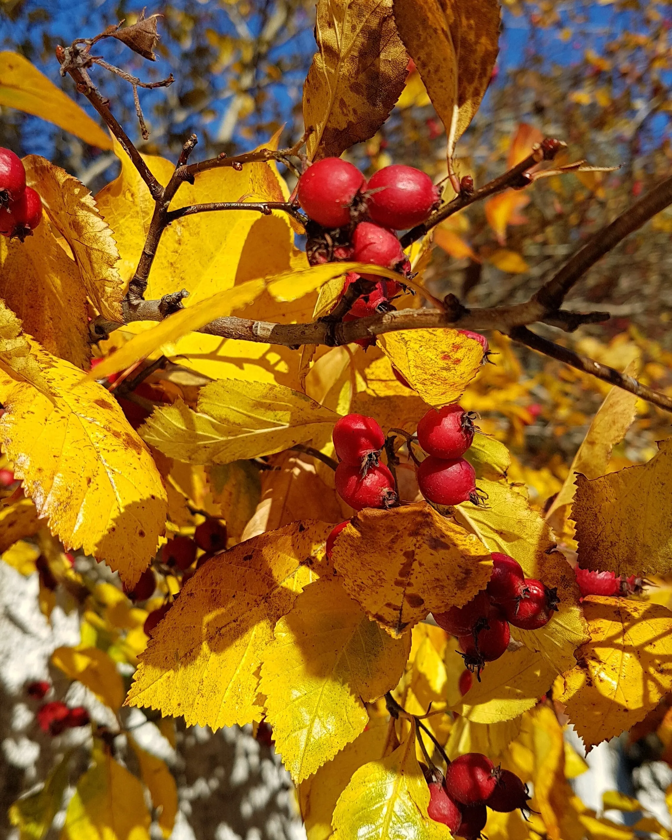 Autumn is no solution