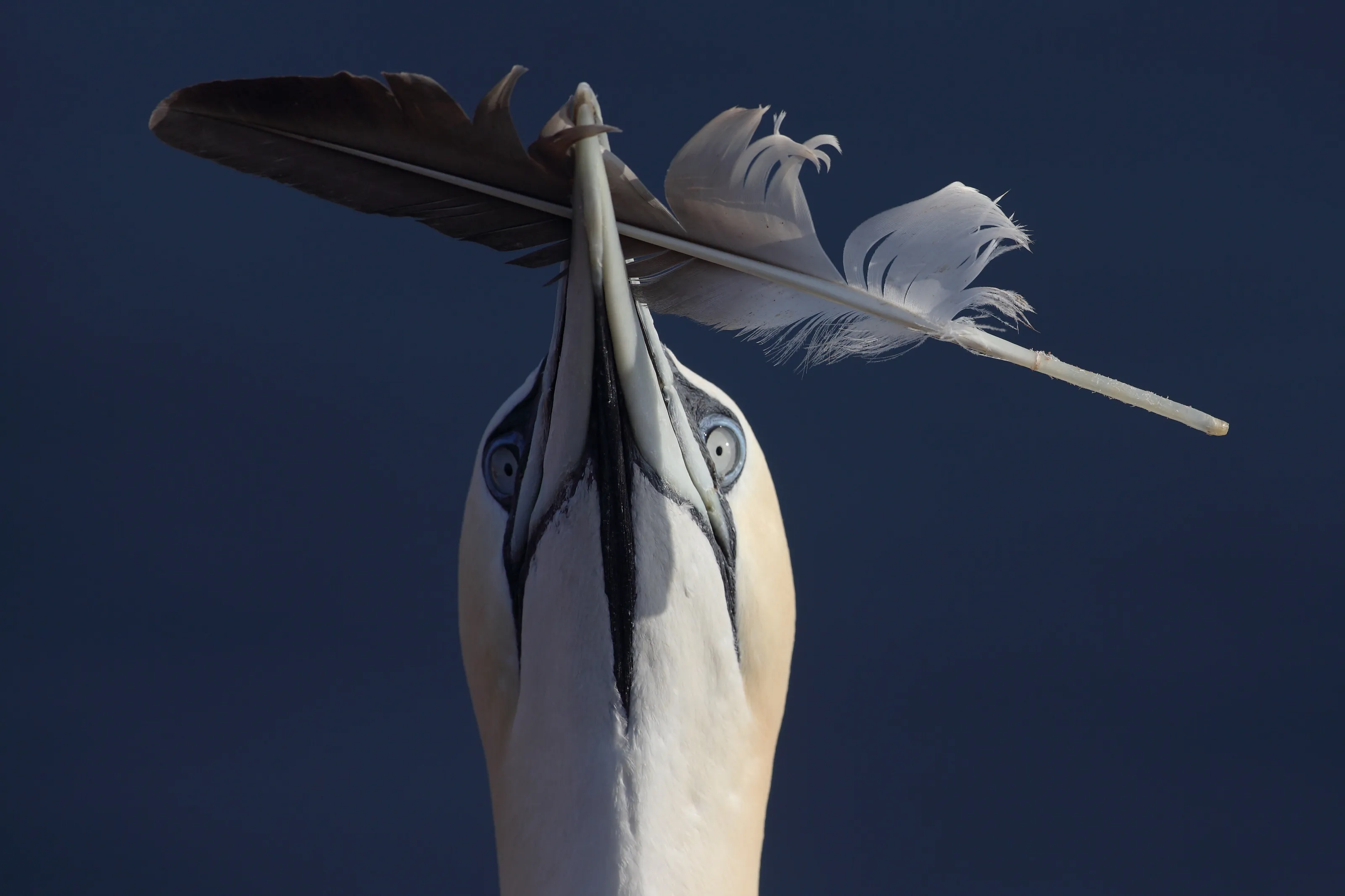 Gannet displays a gift