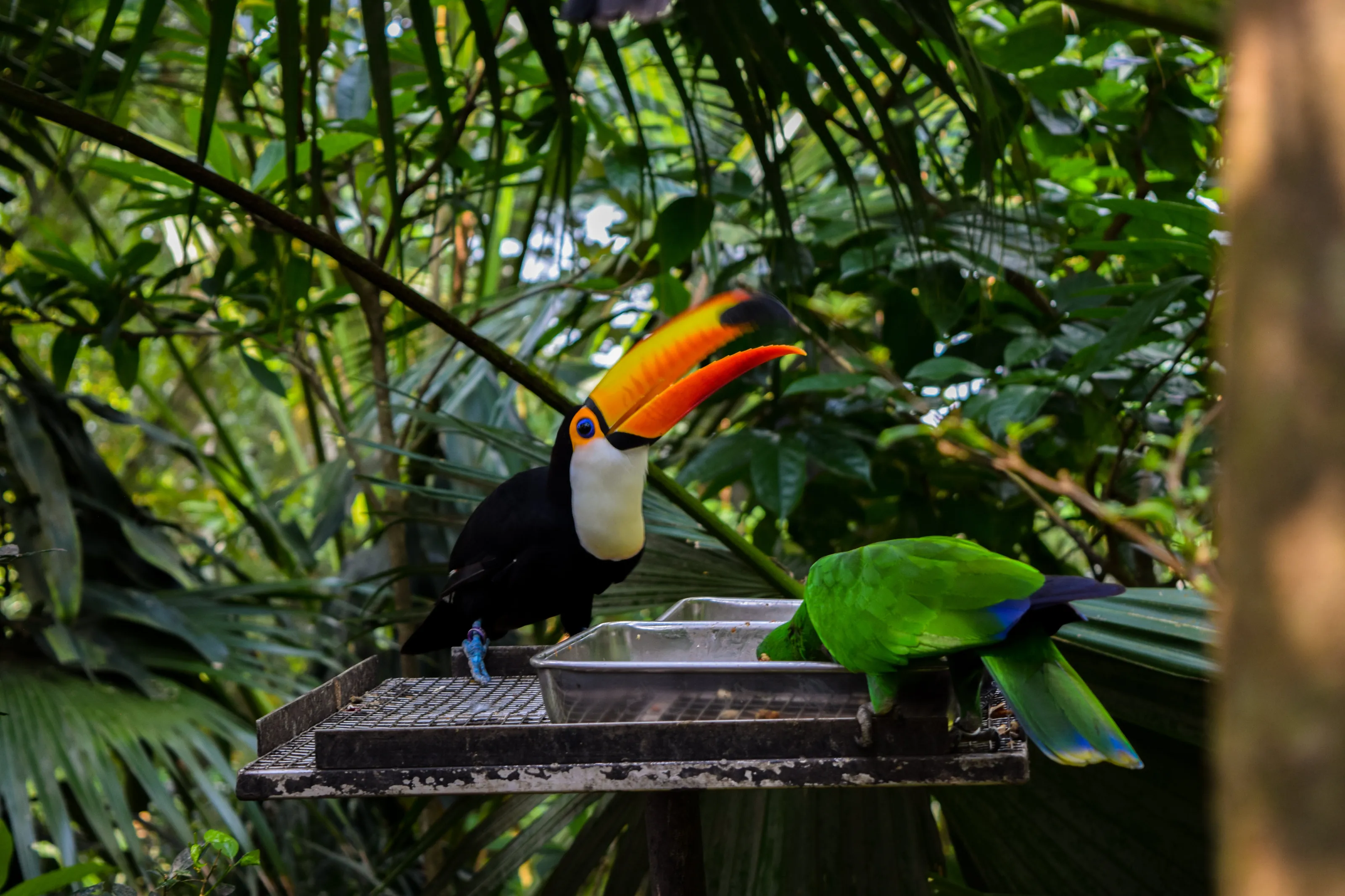 Toucan