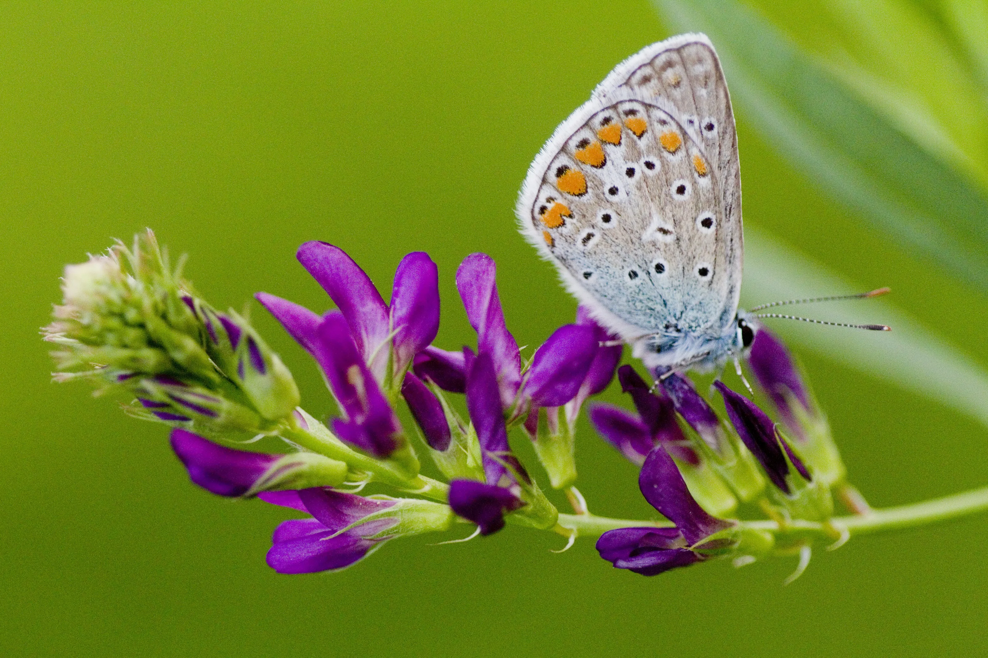 Common Blue, Polyommatus icarus, on Lucerne, Medicago sativa