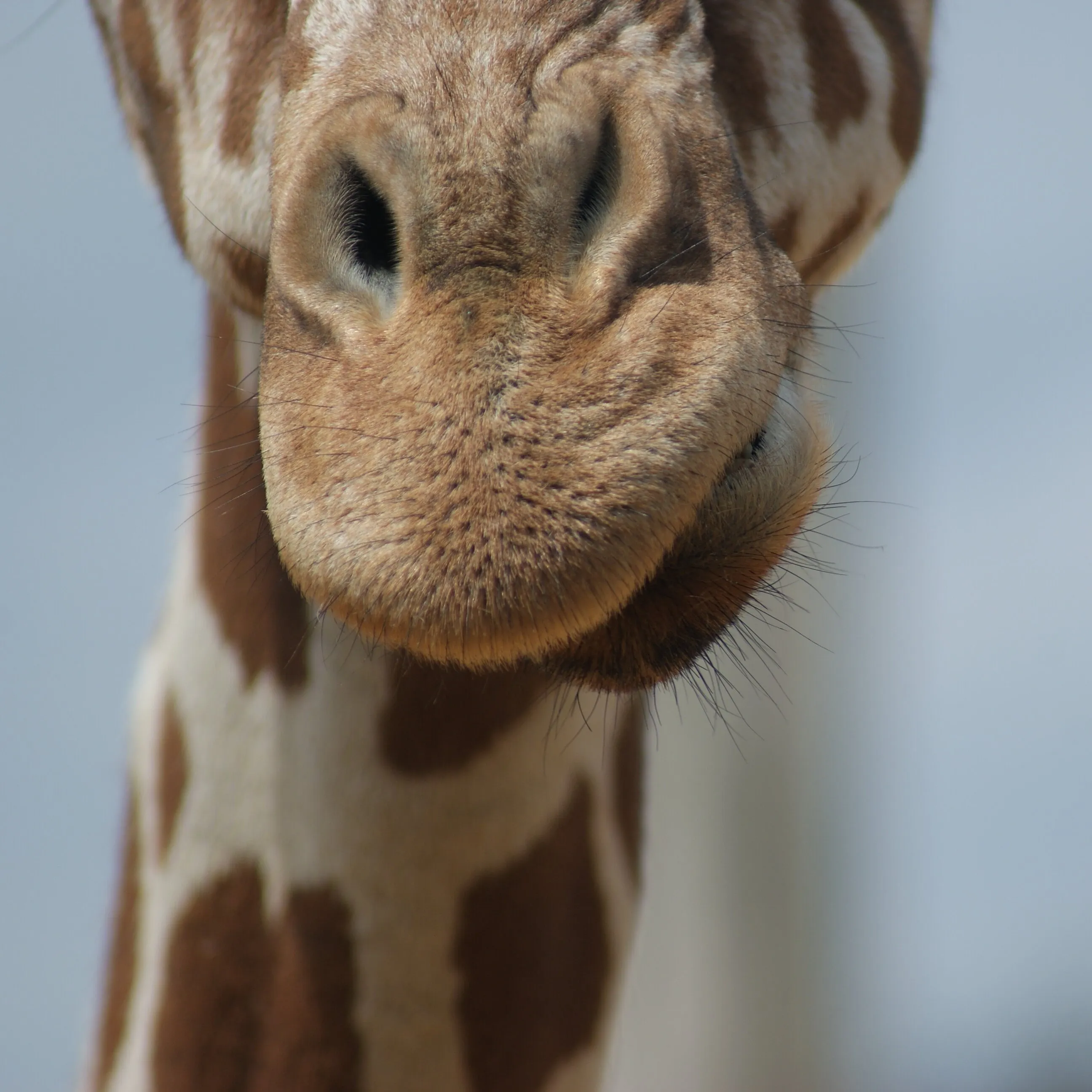Giraffe portrait