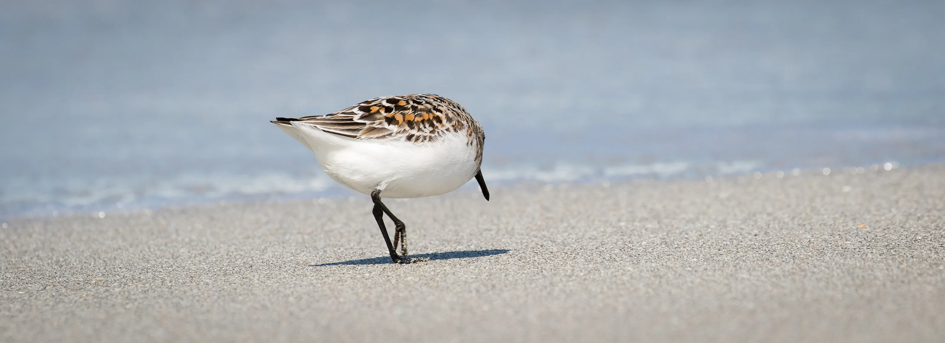 Lone Sanderling in summer plumage
