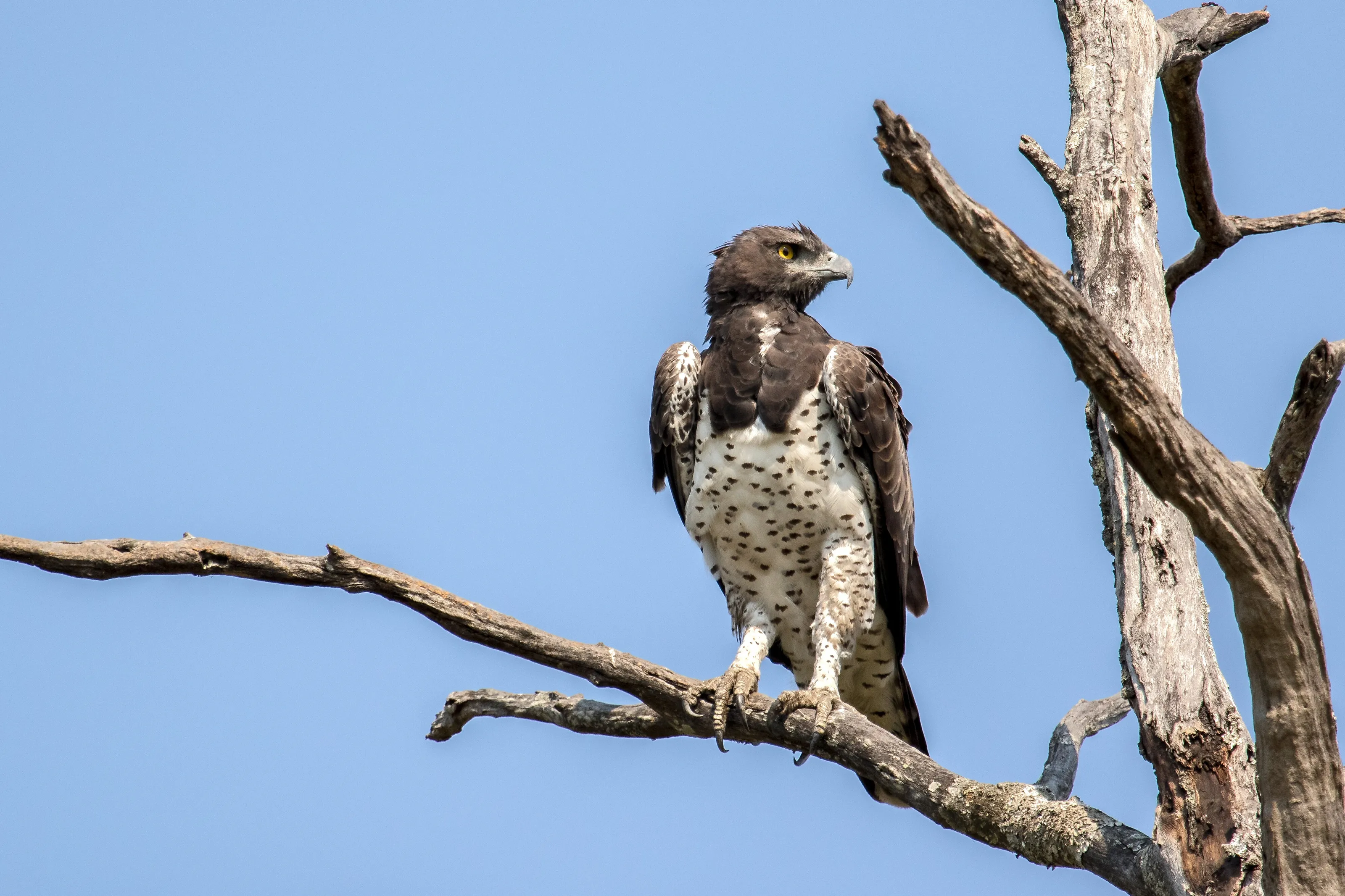 Martial Eagle