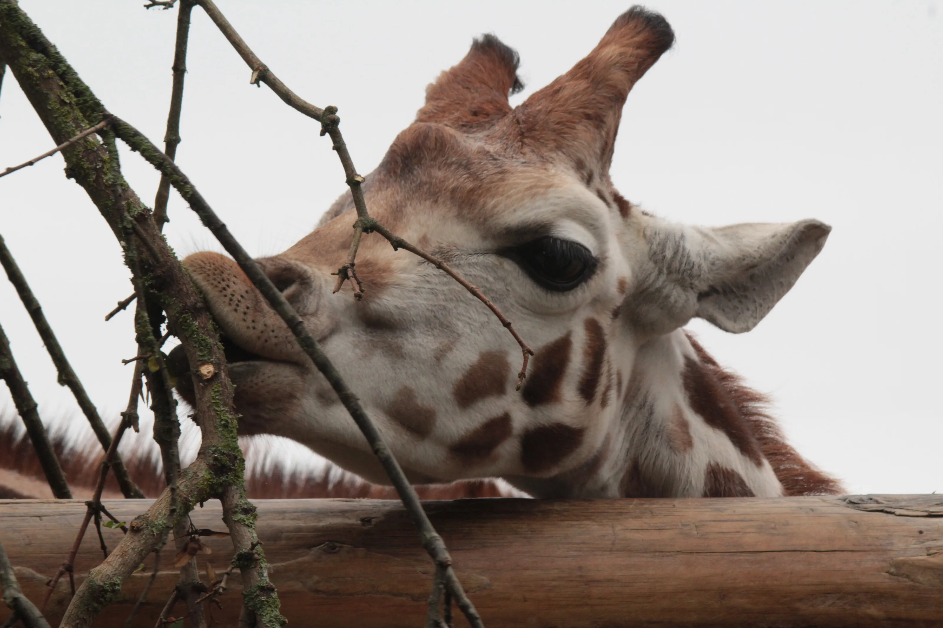 hungry giraffe