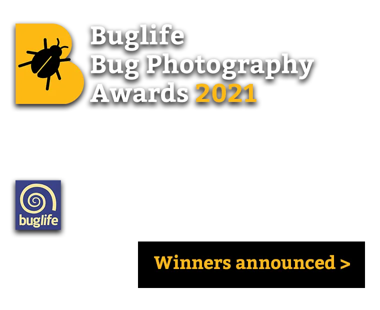 BPA21 Ad-WINNERS