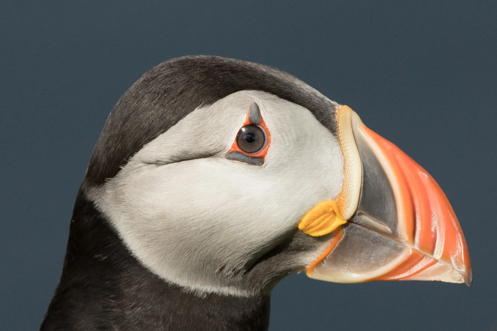 Puffin Head