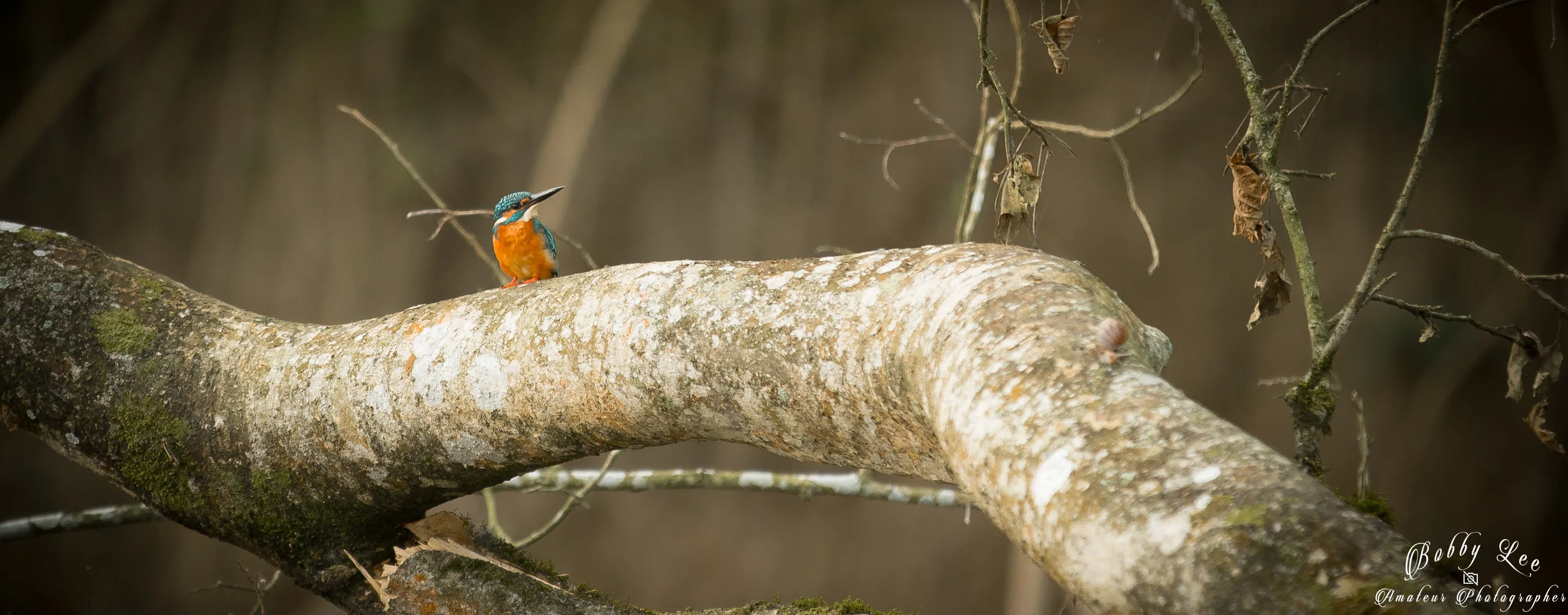 The Kingfisher