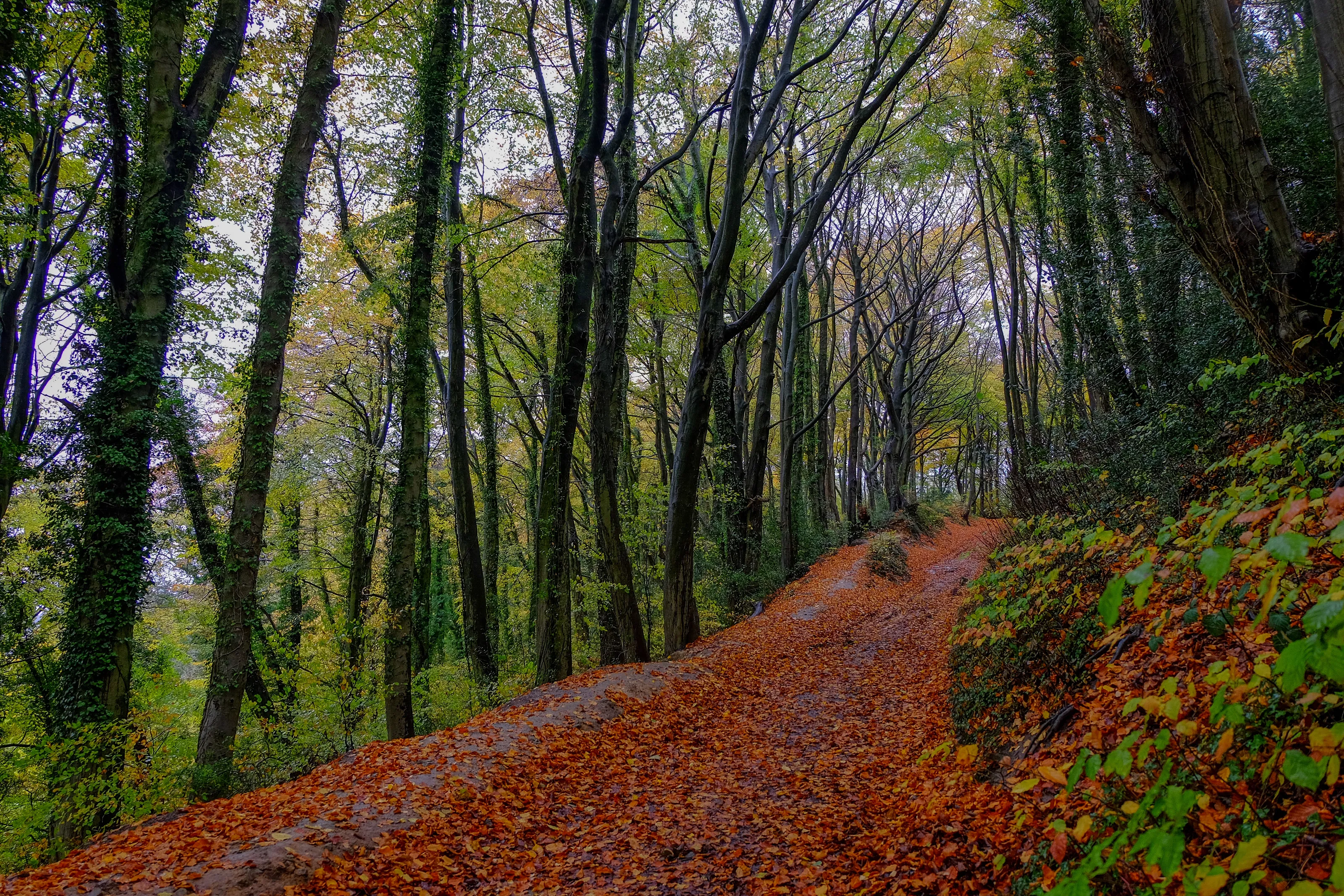 The Golden Road.