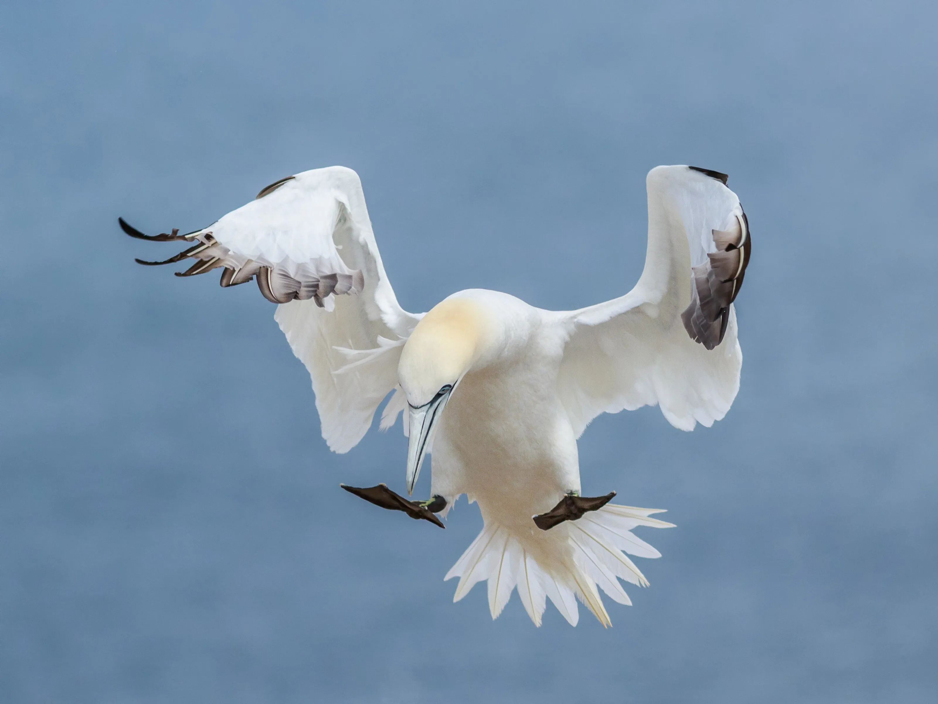 Dance Northern Gannet