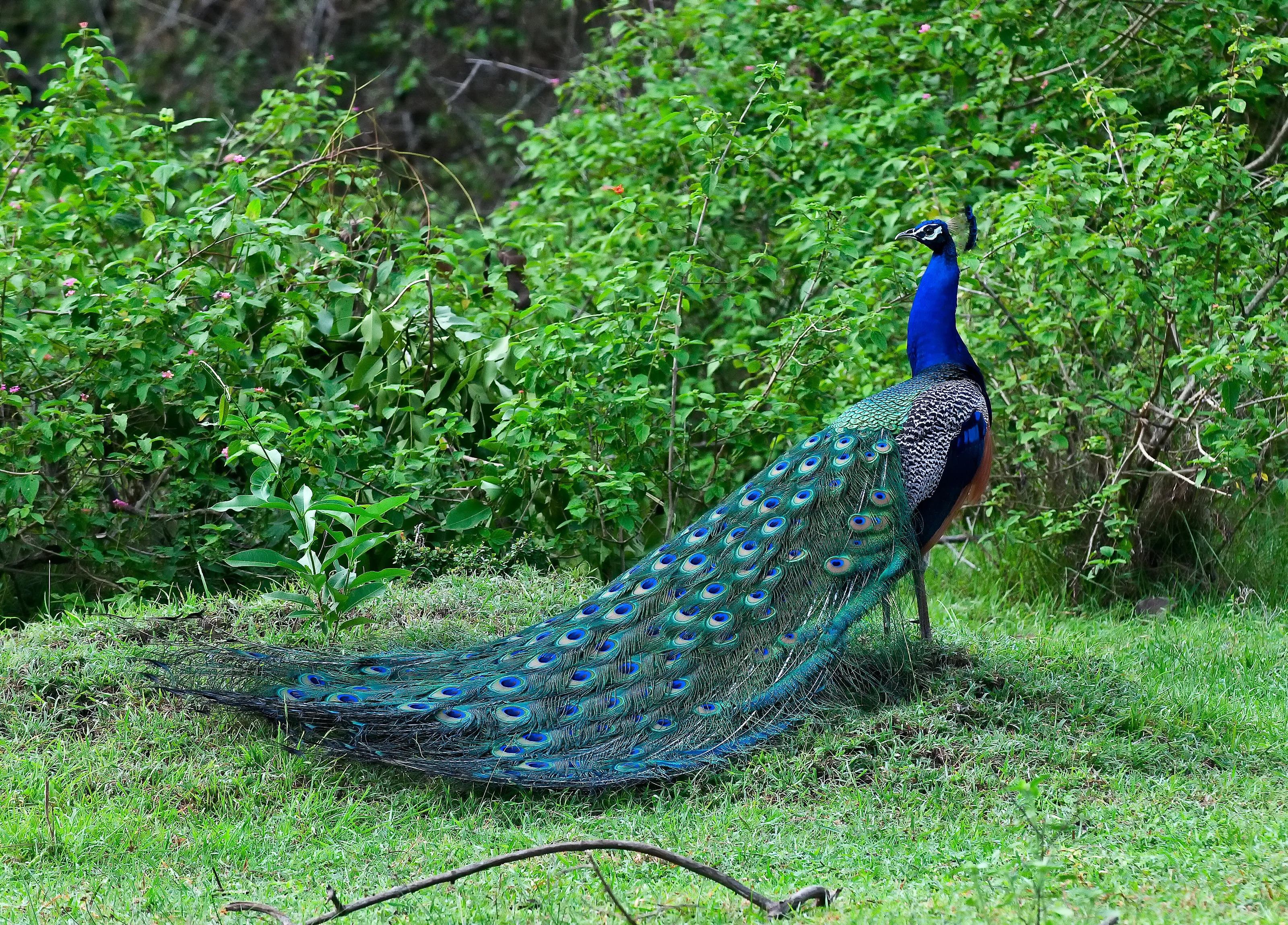 All eyes on the Peacock.