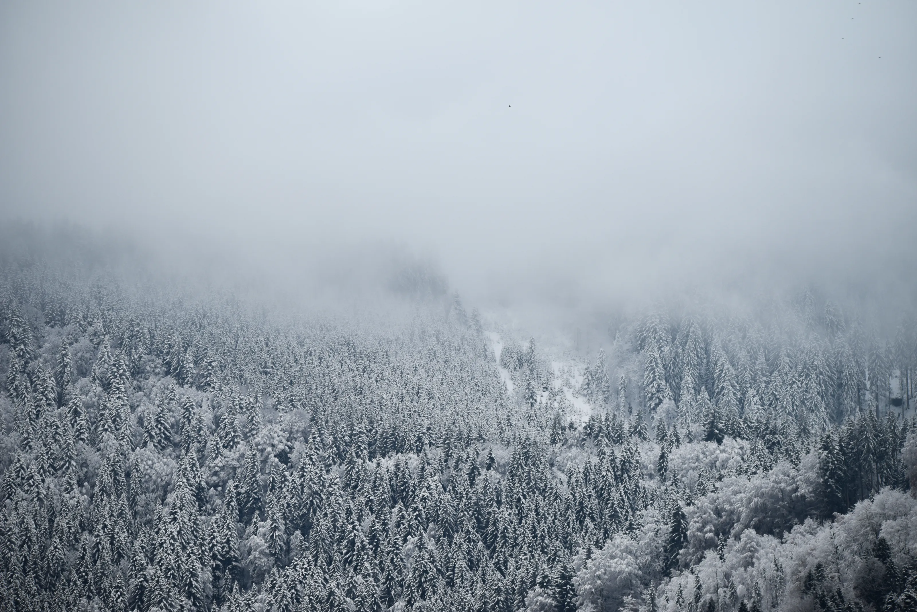 First Snow