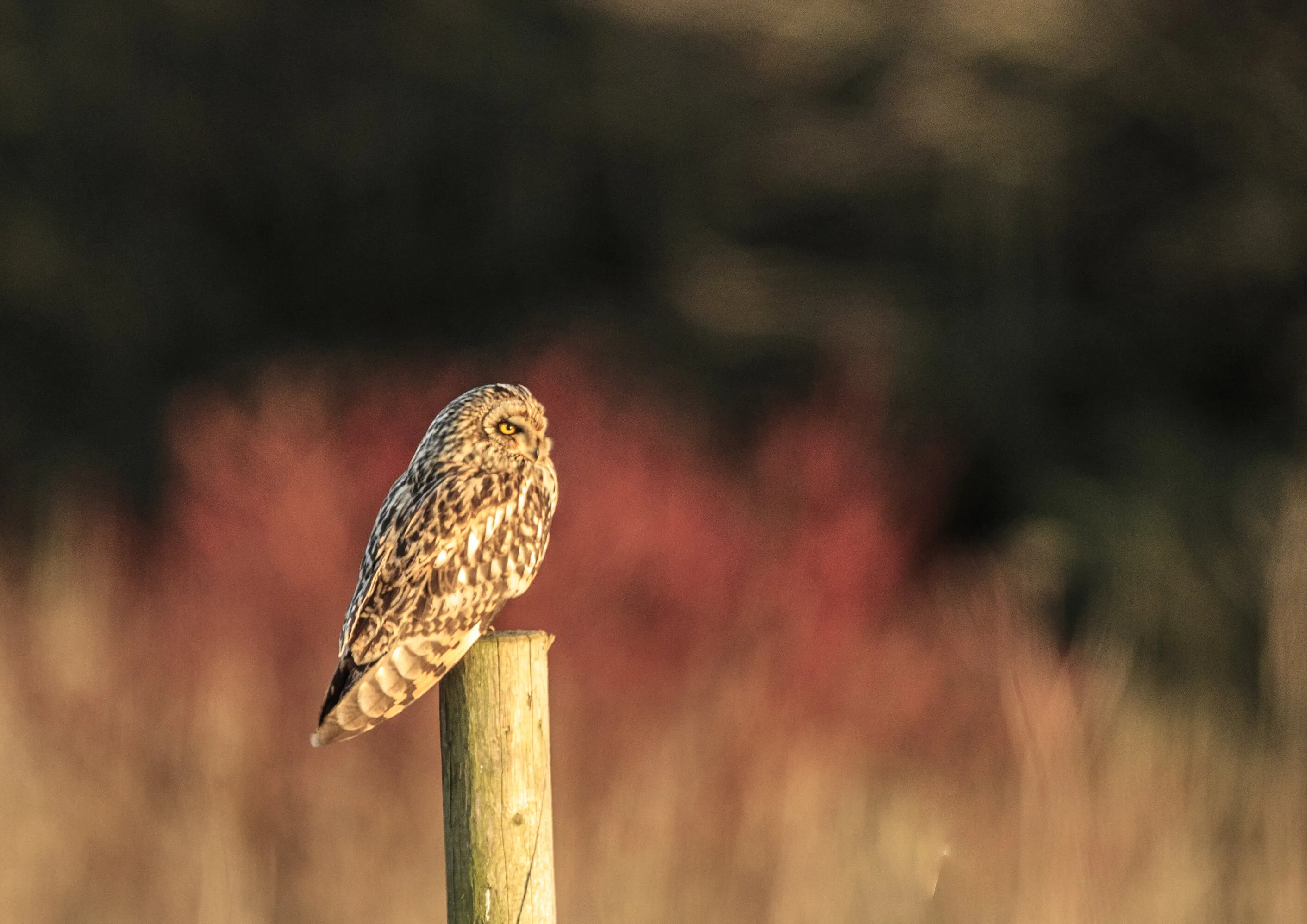 Short-eared Owl