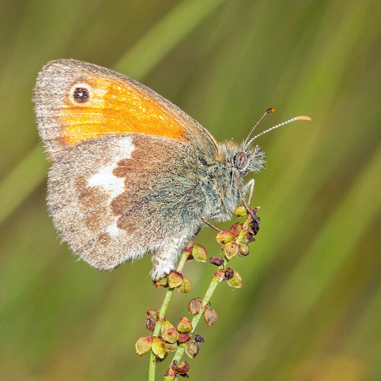Small Heath Butterfly