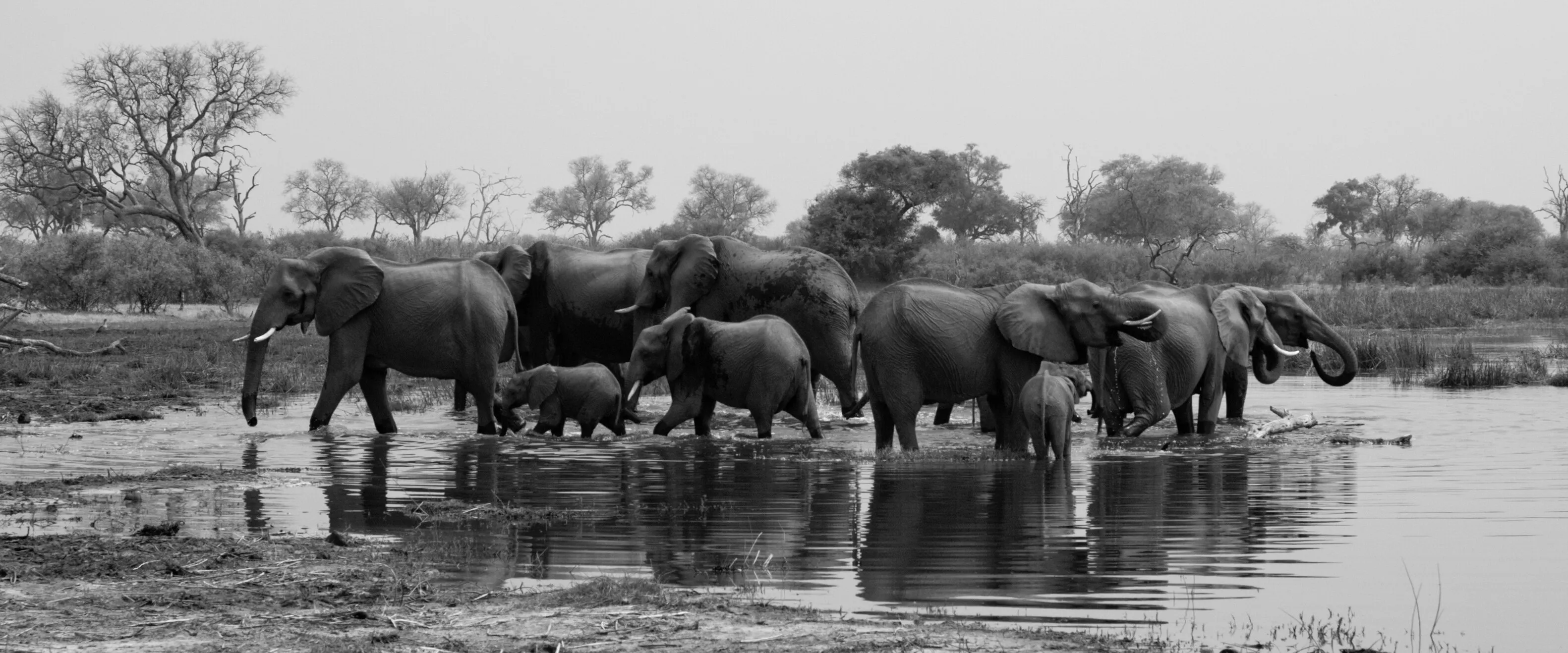Elephants in a Pool