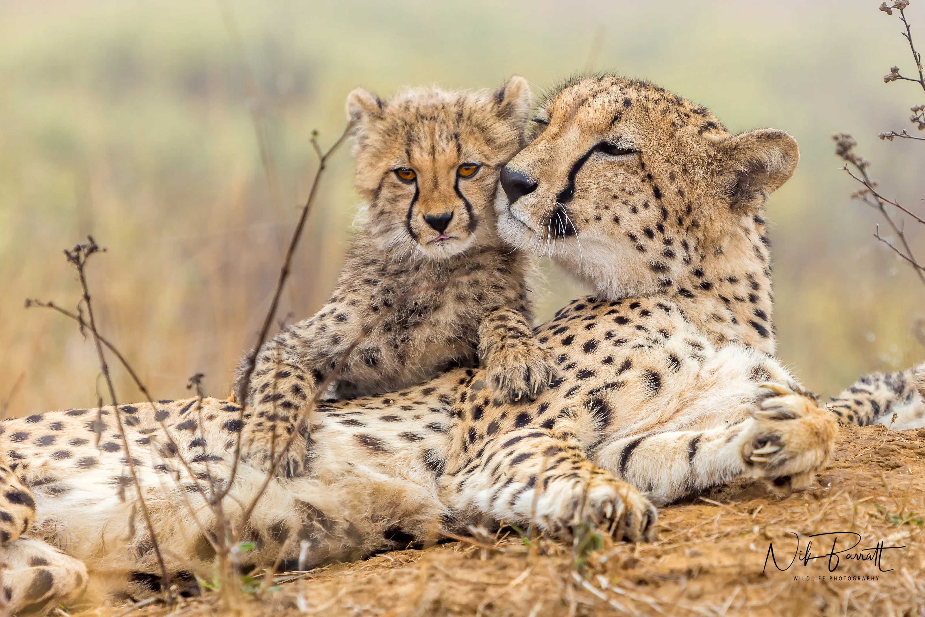 A mother's love