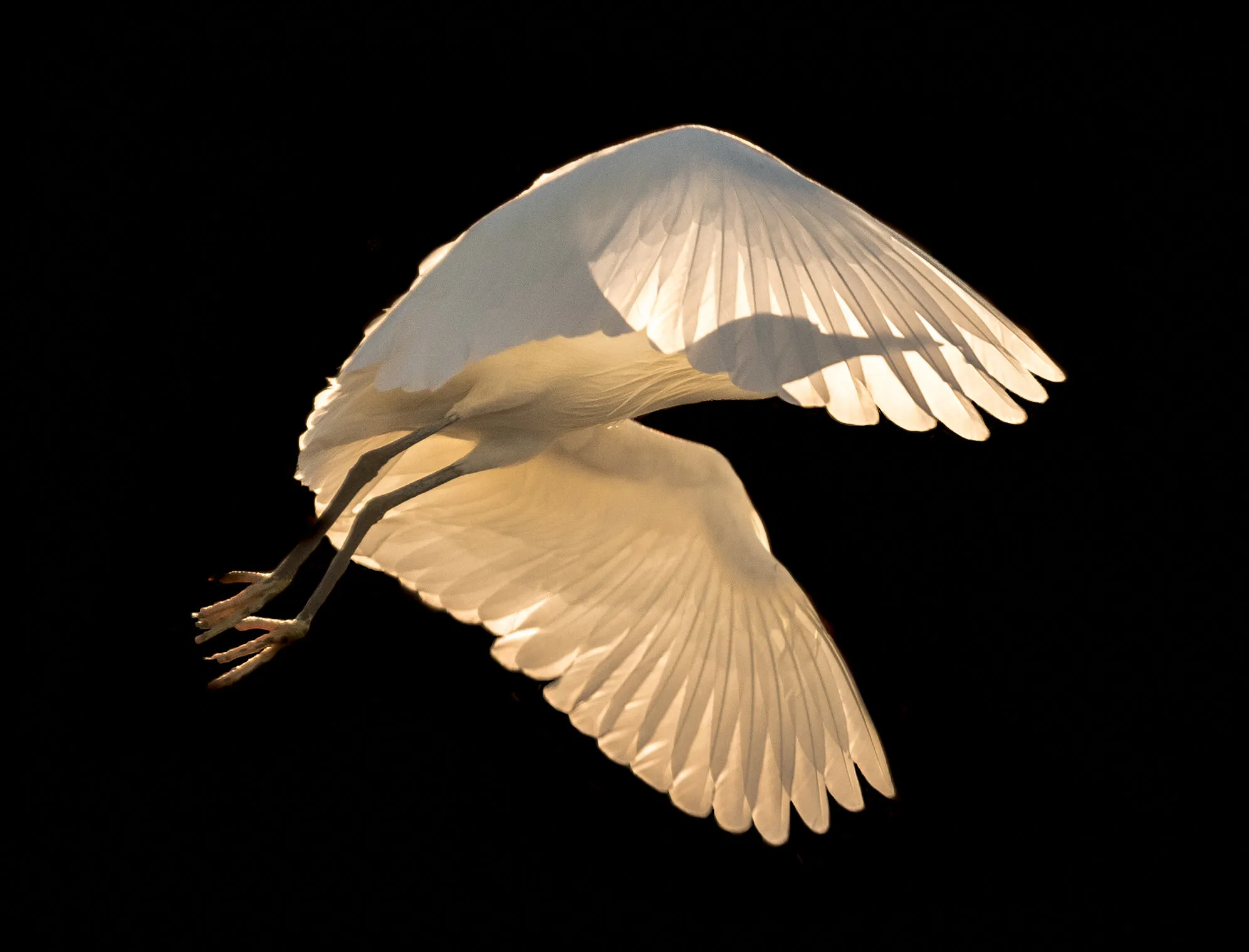 Freedom