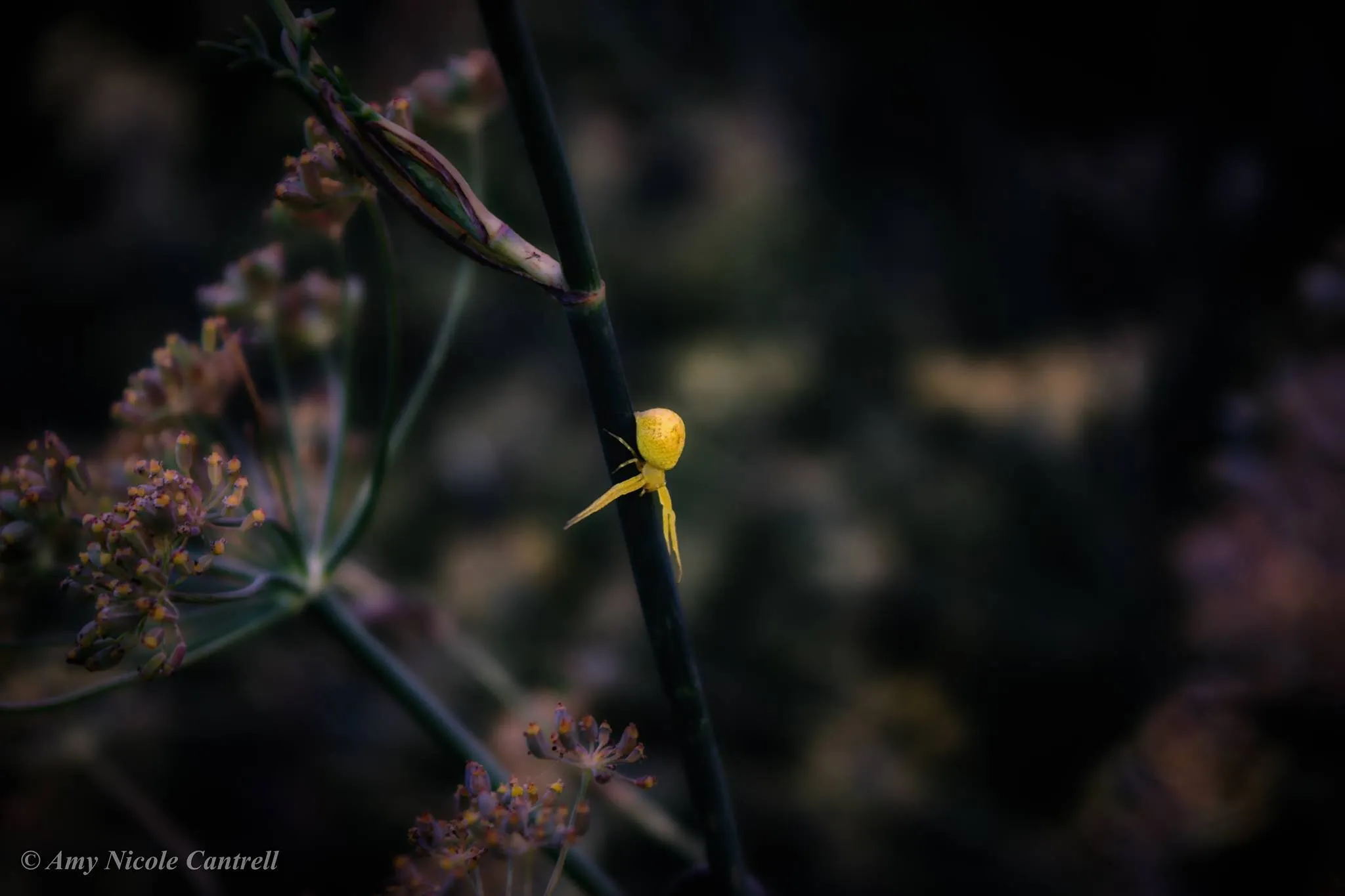 Tiny Yellow Spider