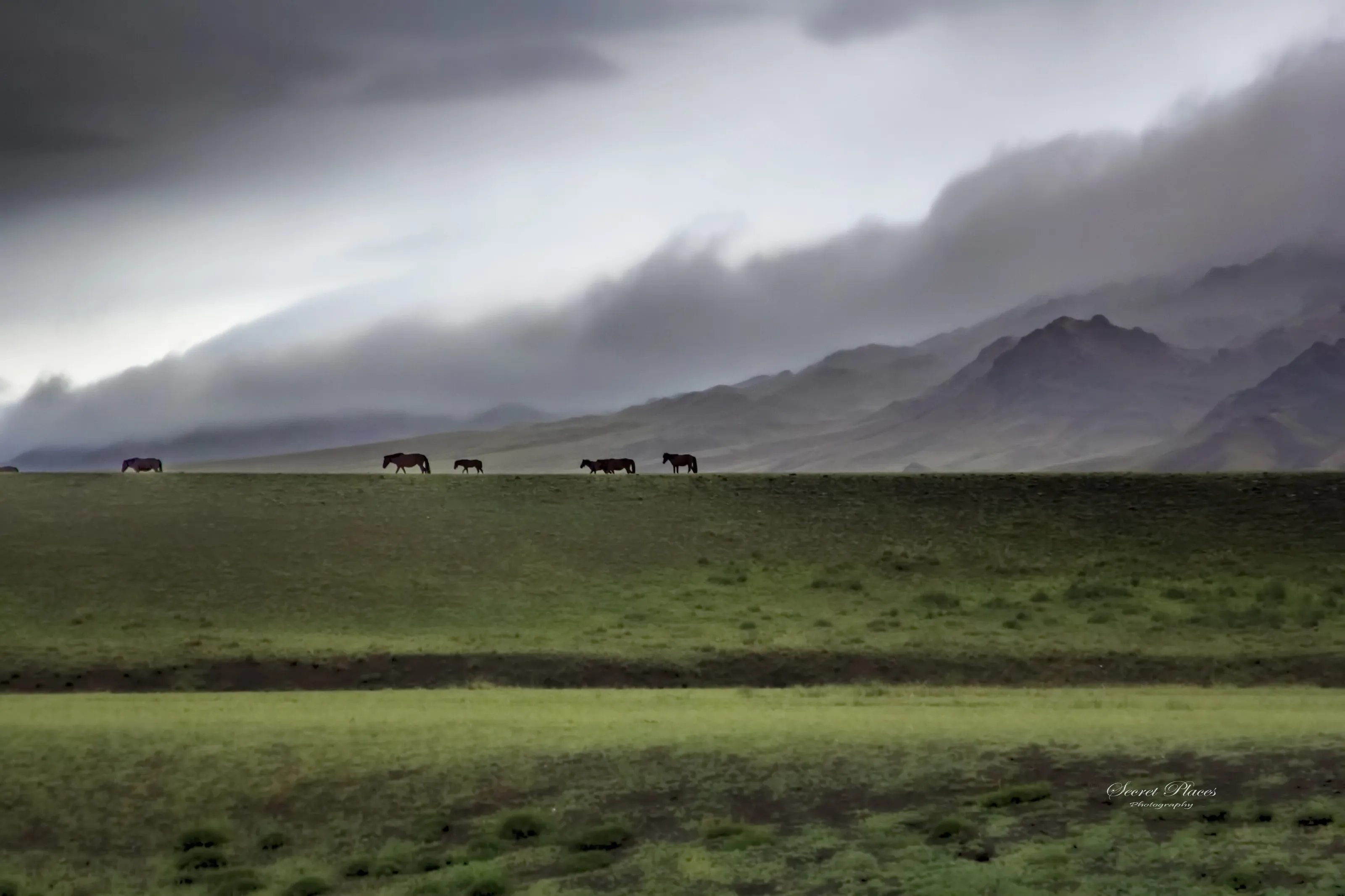 Horses roam free