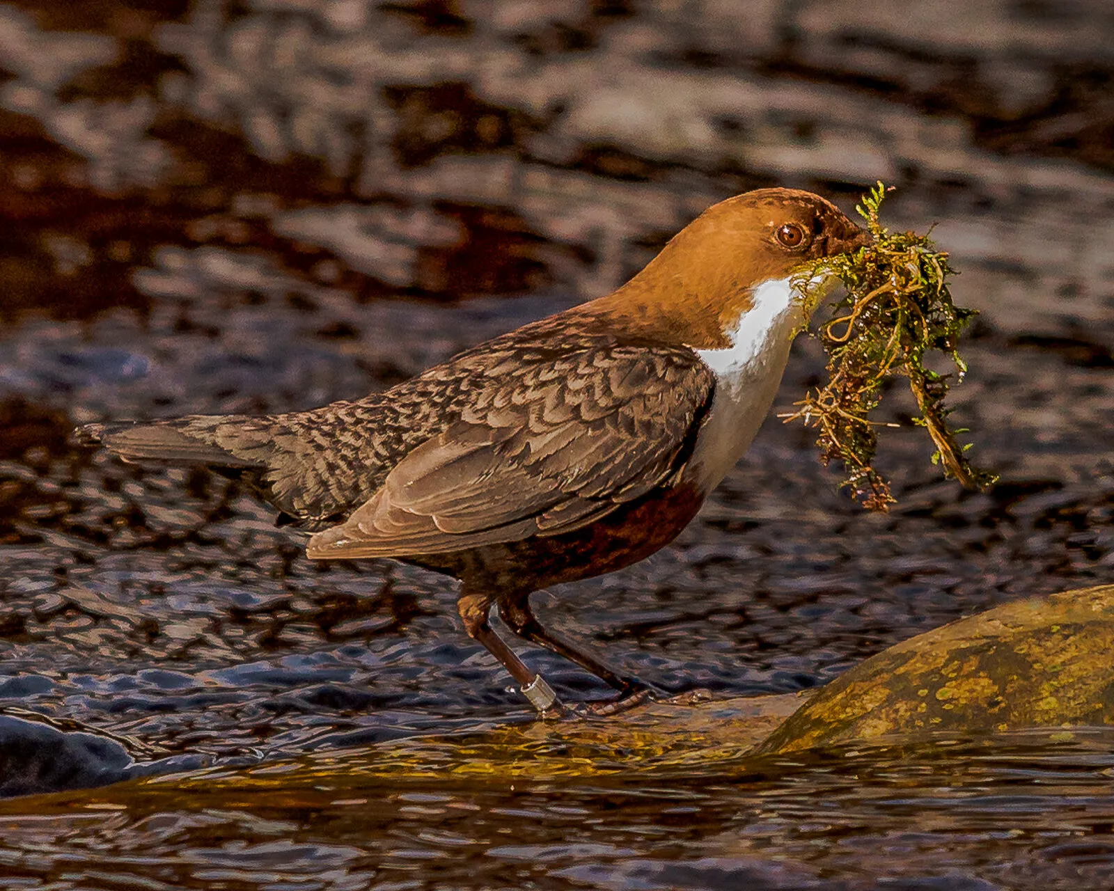 Dipper