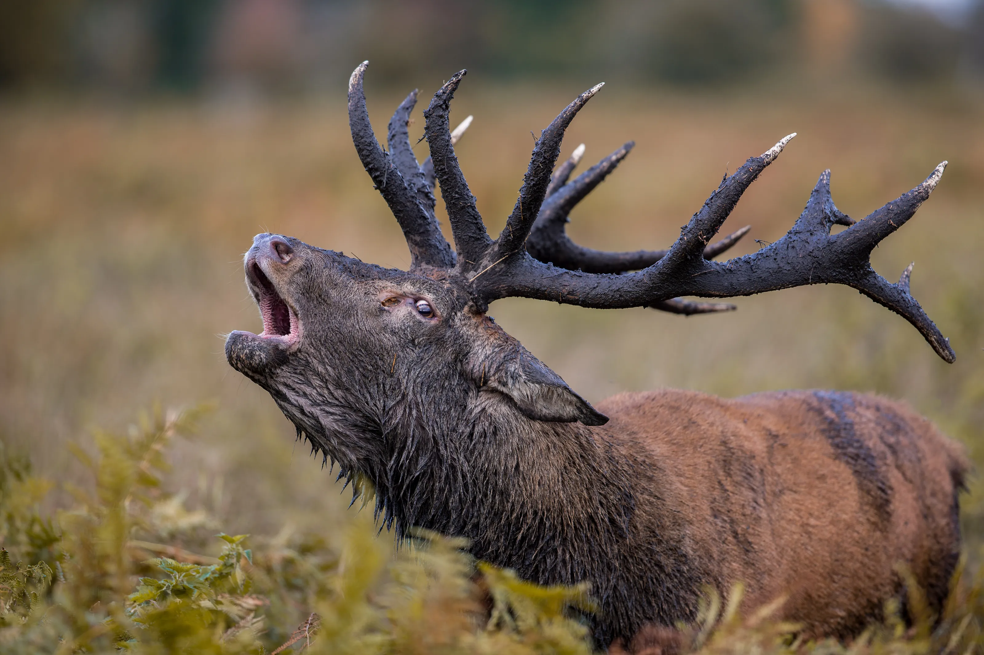 Bellowing muddy red deer stag