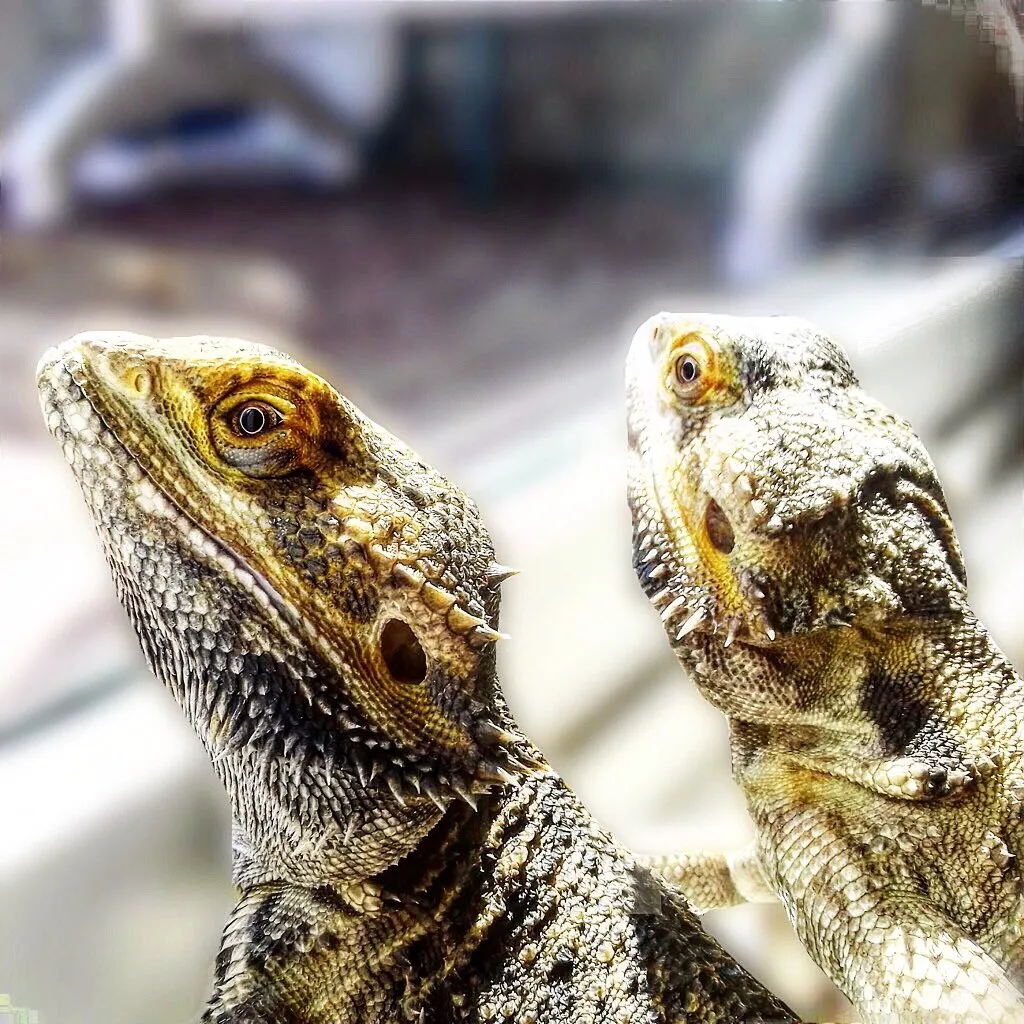 Bearded Dragons