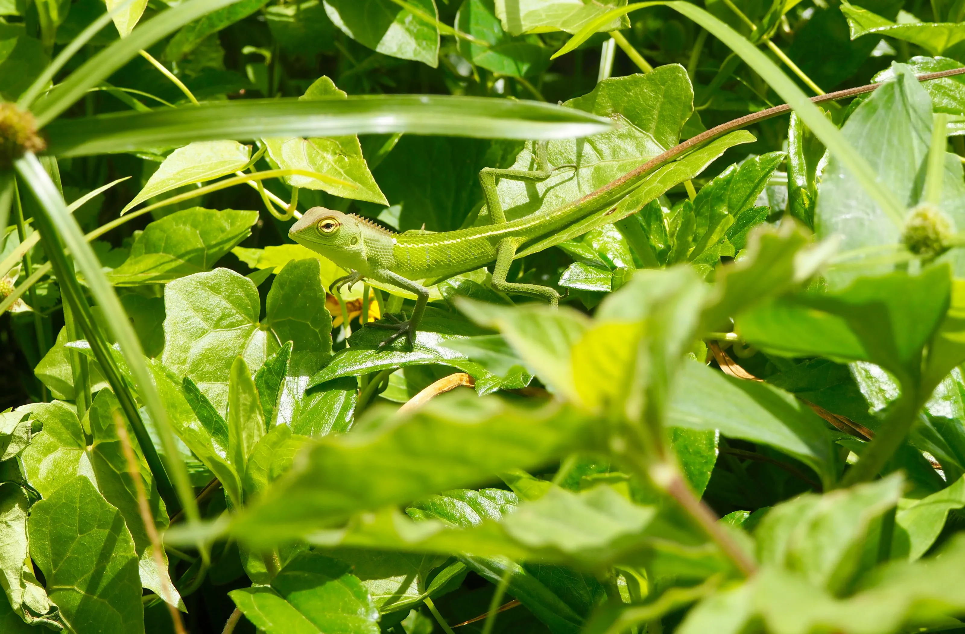 A green curiosity