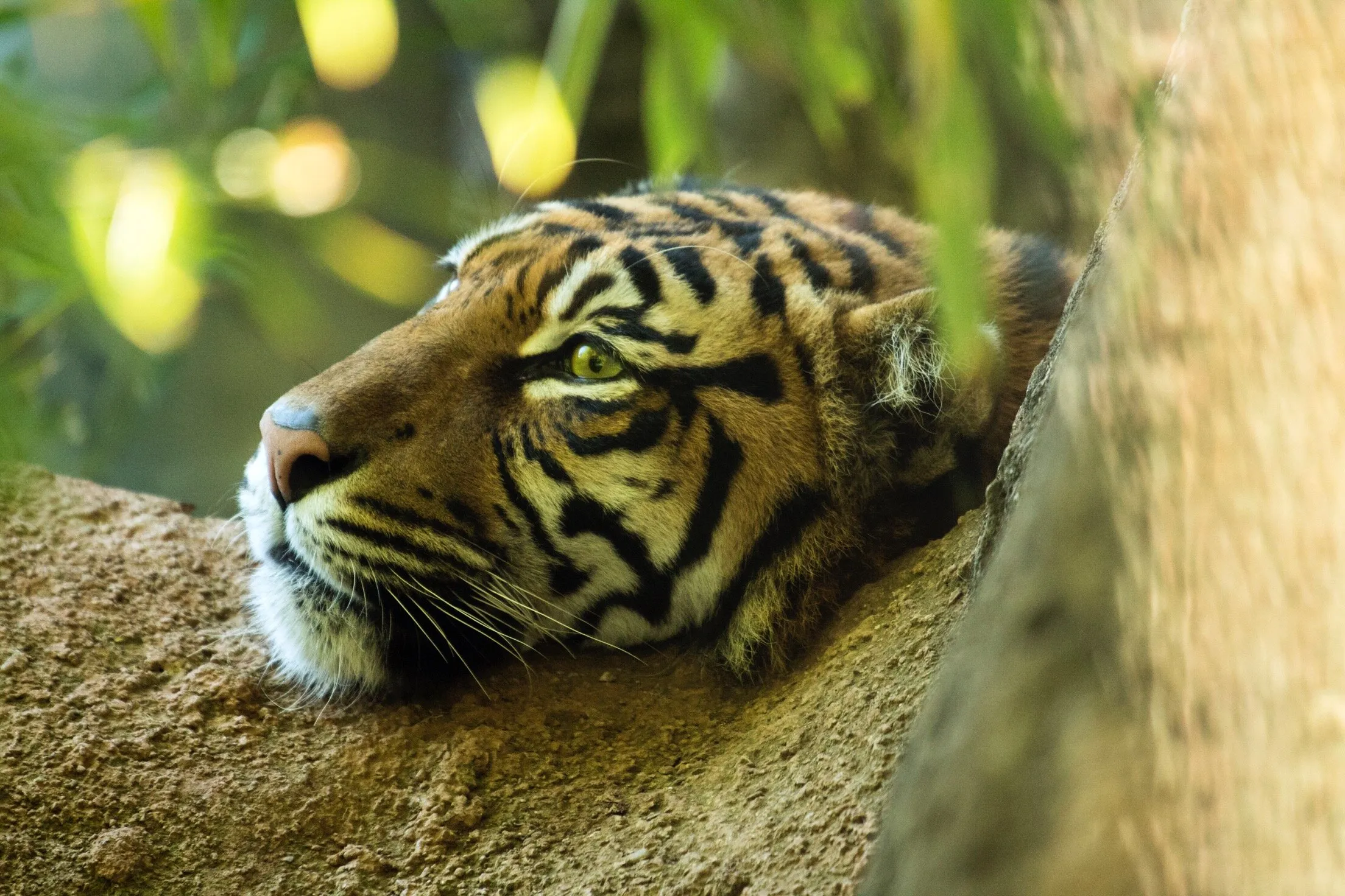 A primal daydreamer