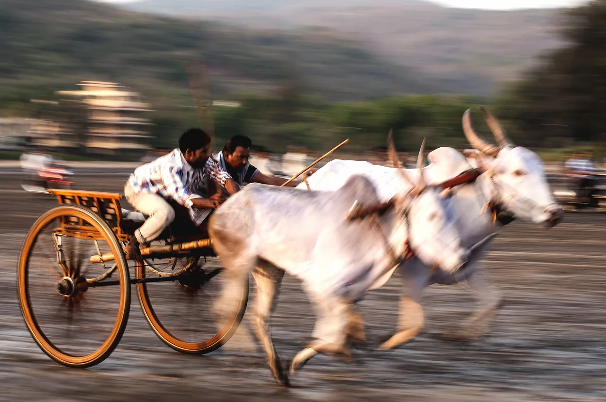 Entry 19633461