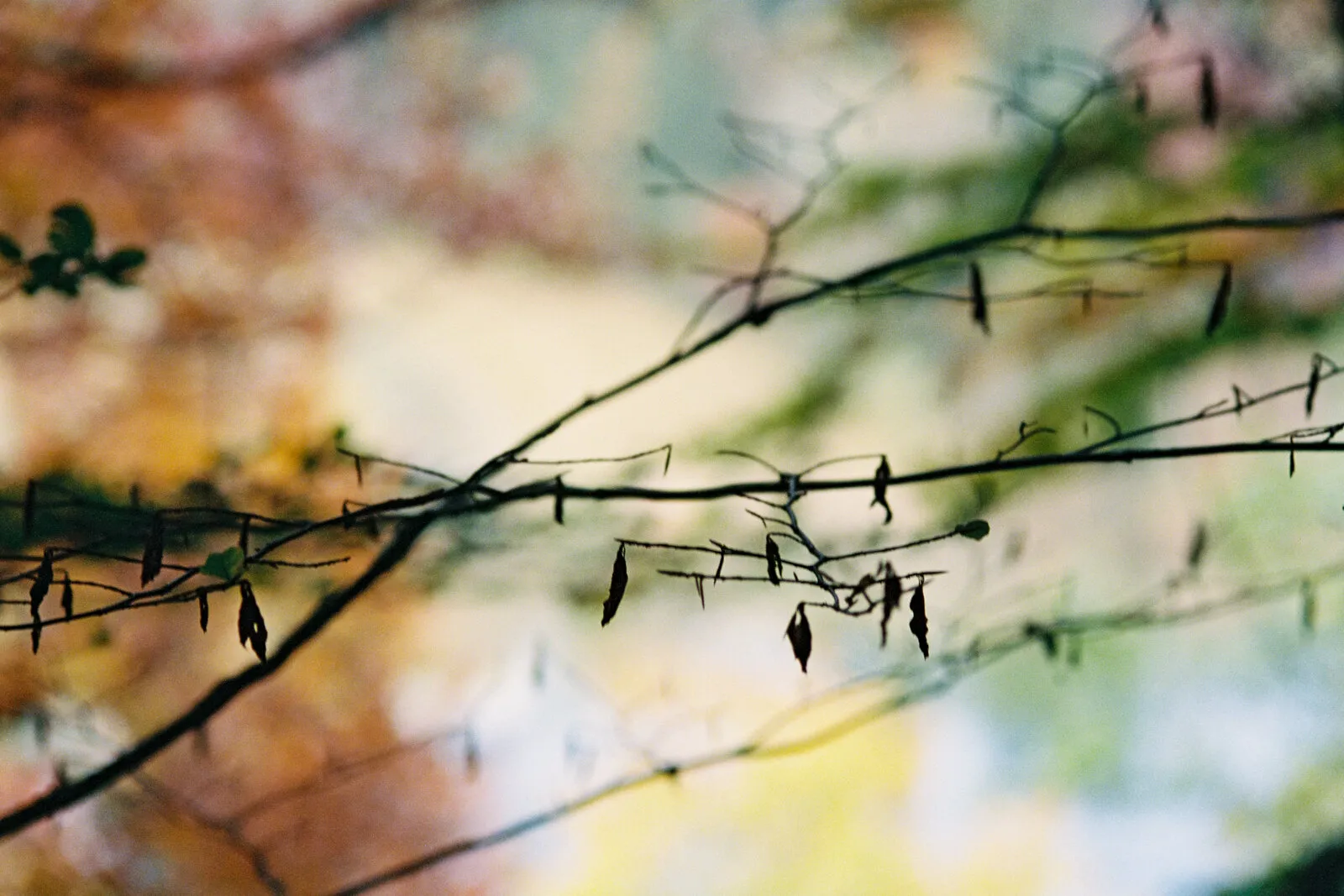 Blurred Colors