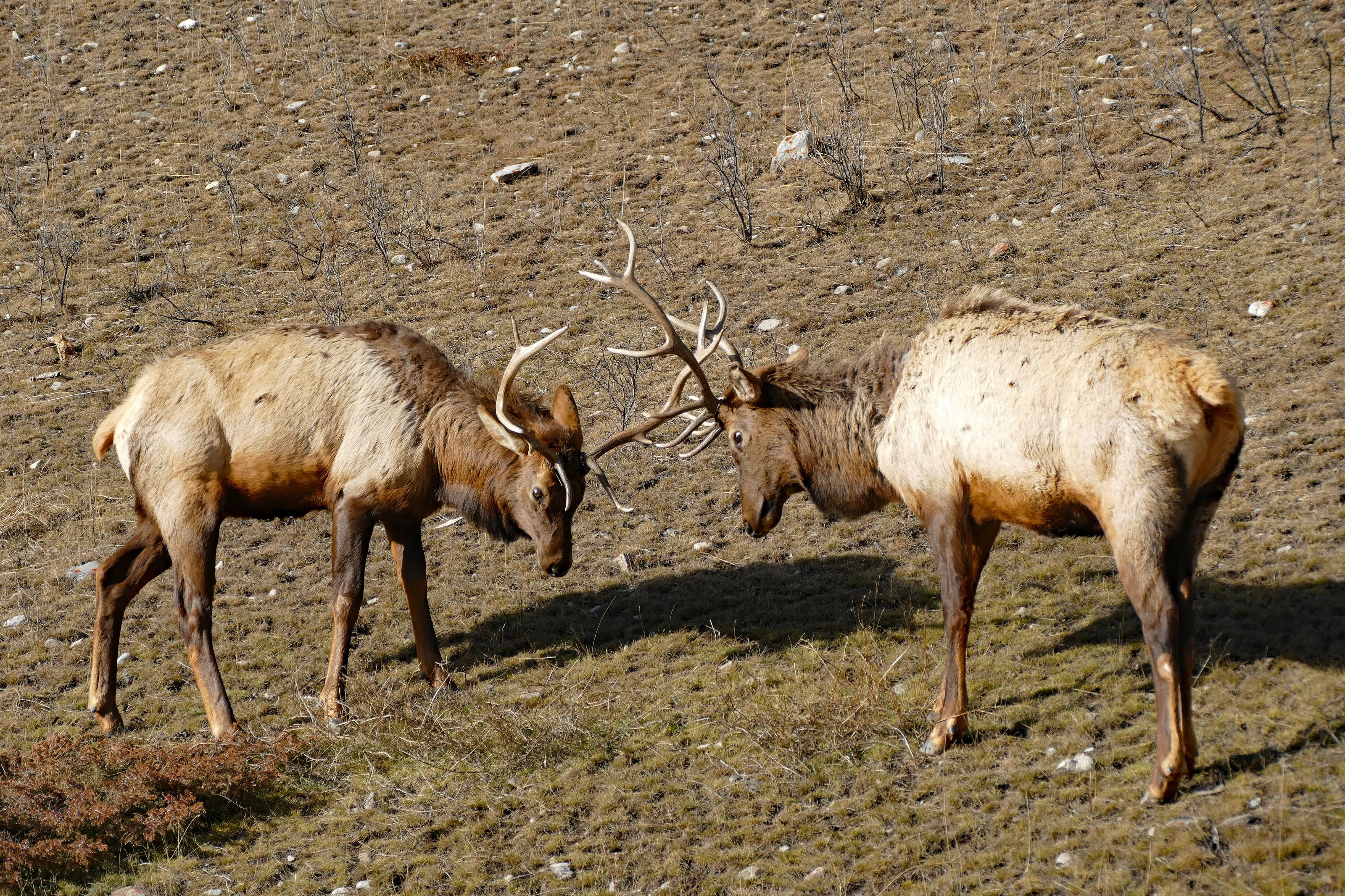 Fighting Elk
