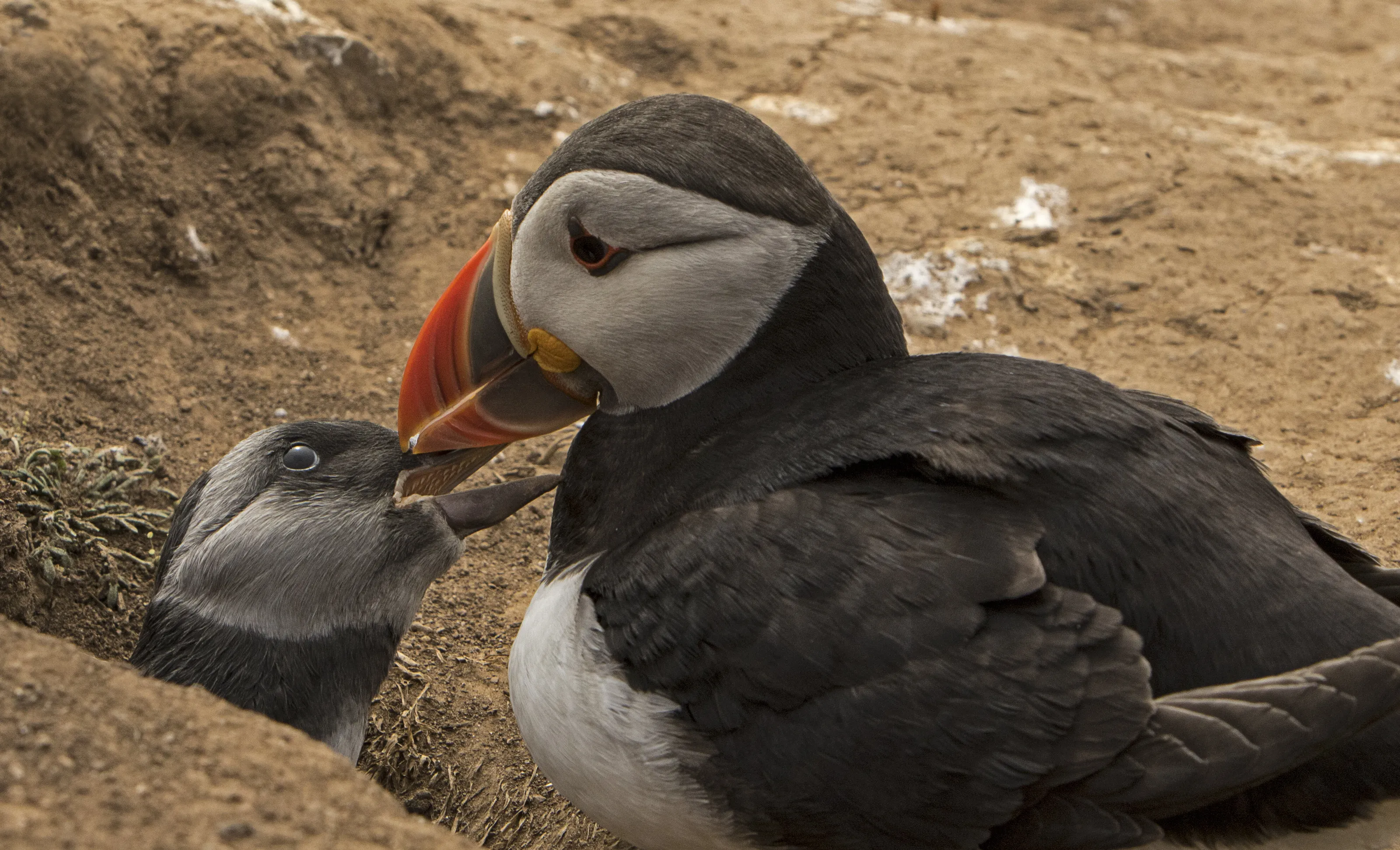 Adult Puffin with cheeky youngster