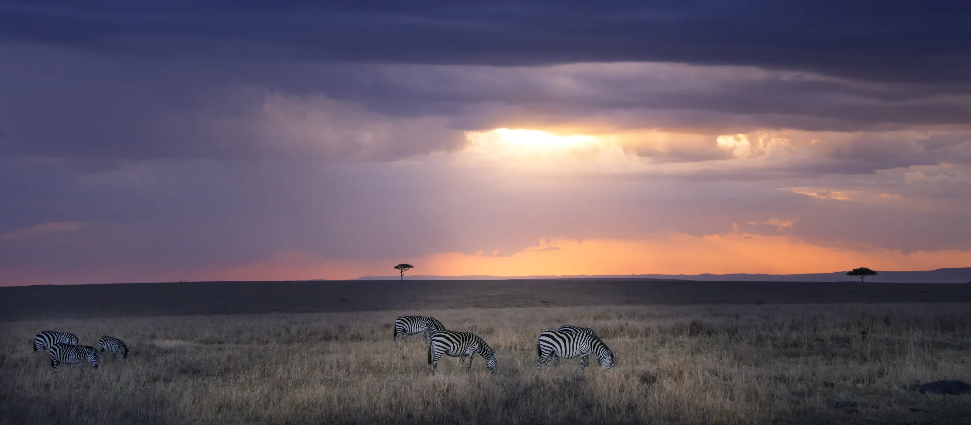Grazing Zebras