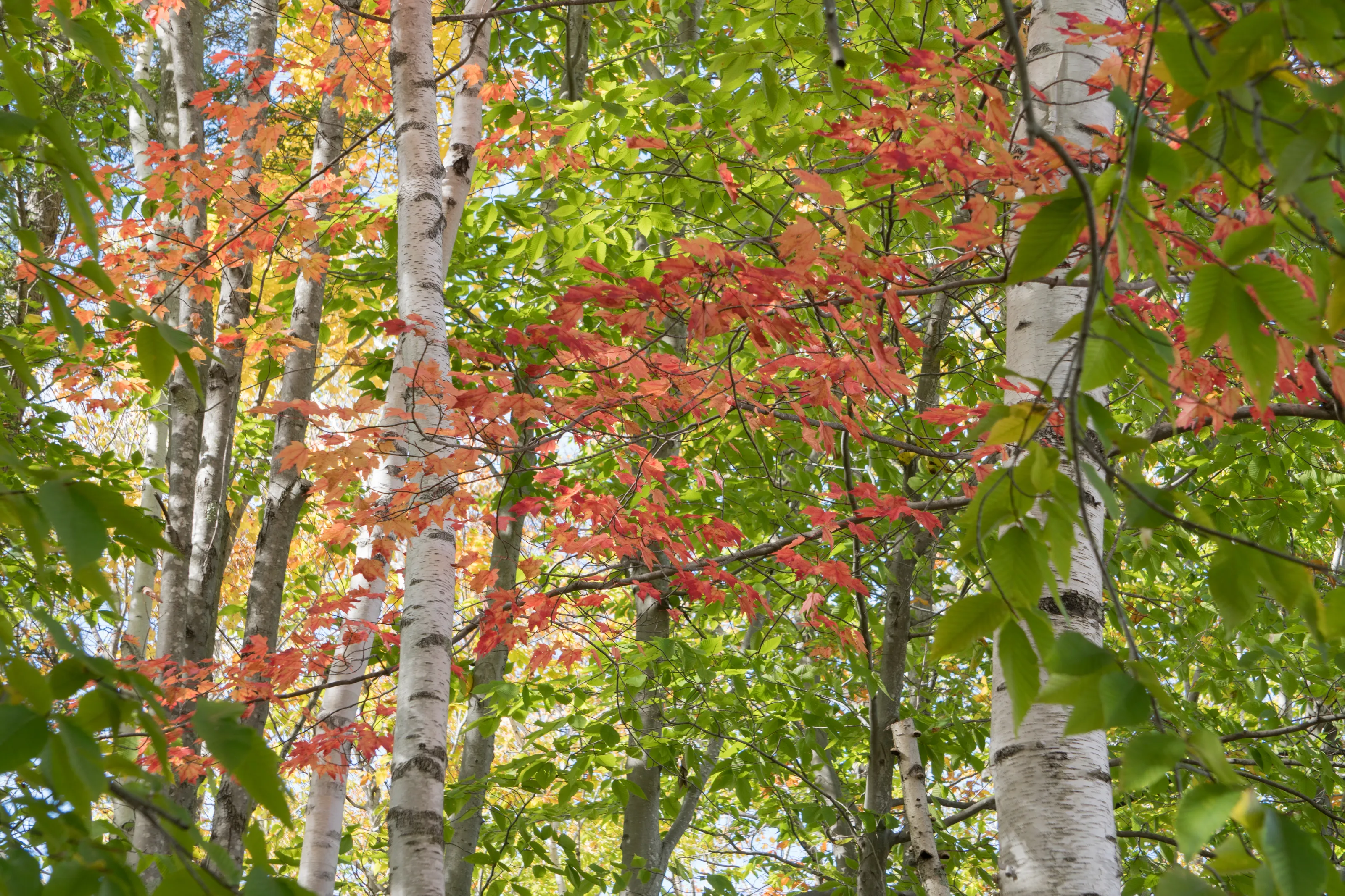 Autumn