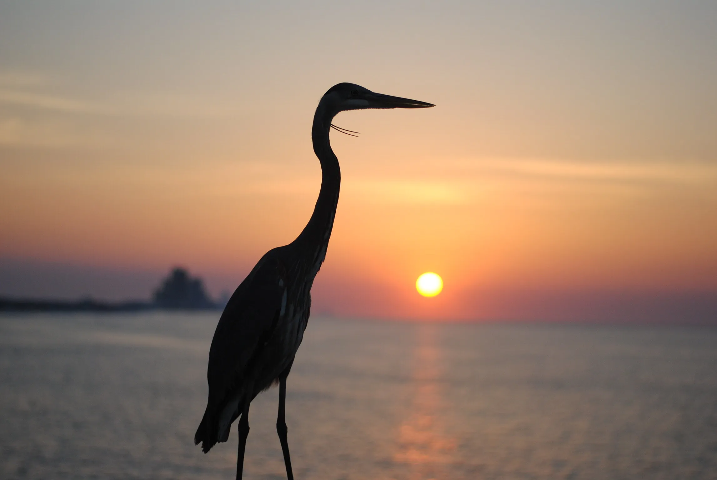 Blue Heron & Sunset