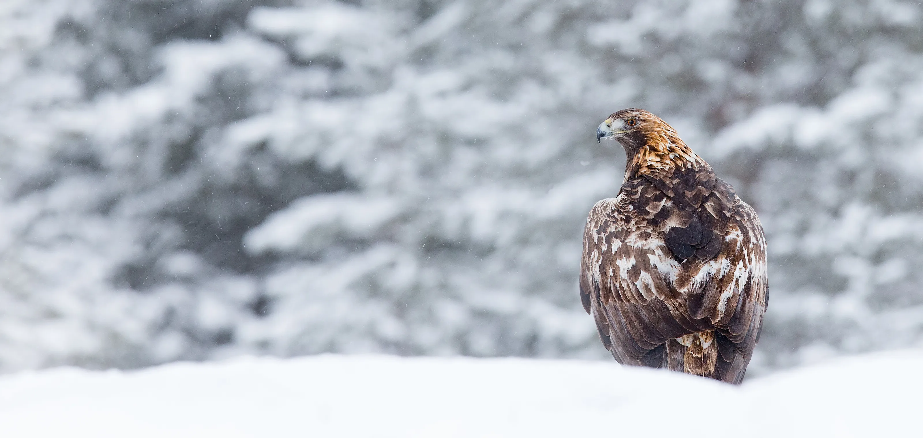 Golden Eagle