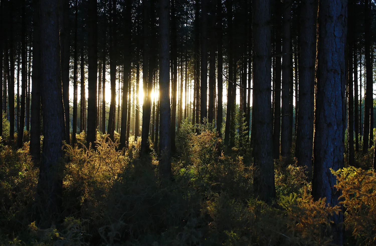 Woods
