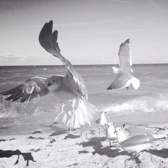 Instagram Friday 2: seagulls, lettuce patches and wintry roads