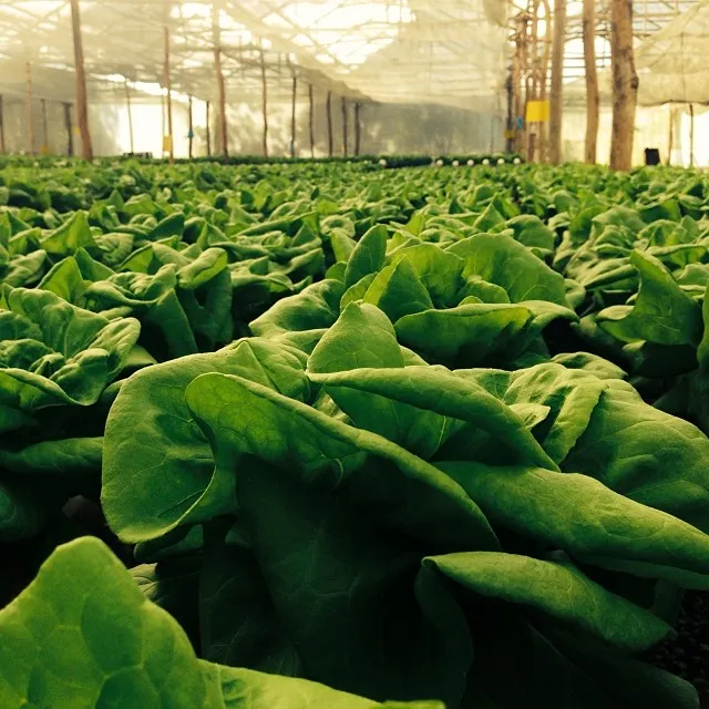 Lettuce