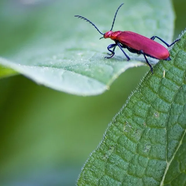 Bug