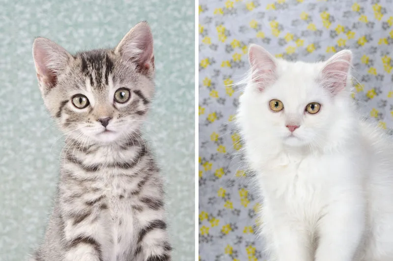 Cats
