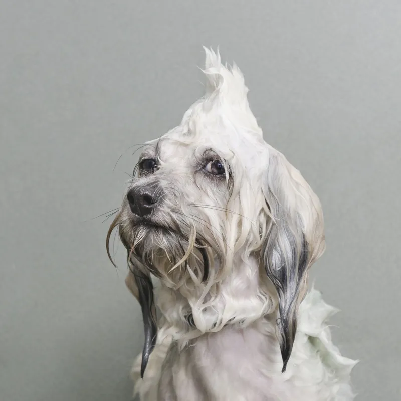 Oscar