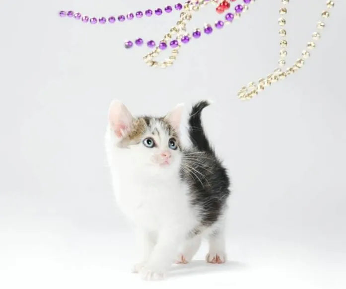Kitty