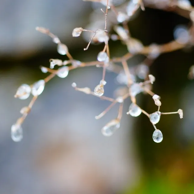 Drops