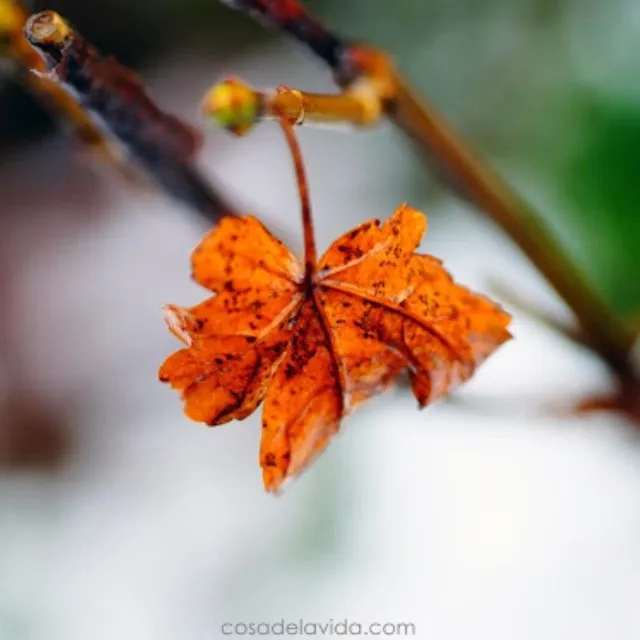 Leaf