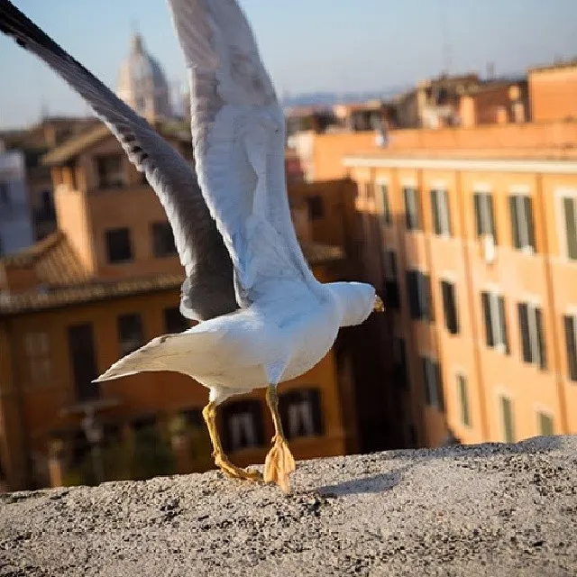 Bird