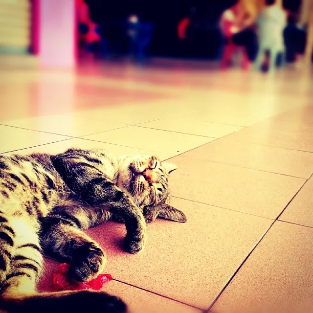 Cat