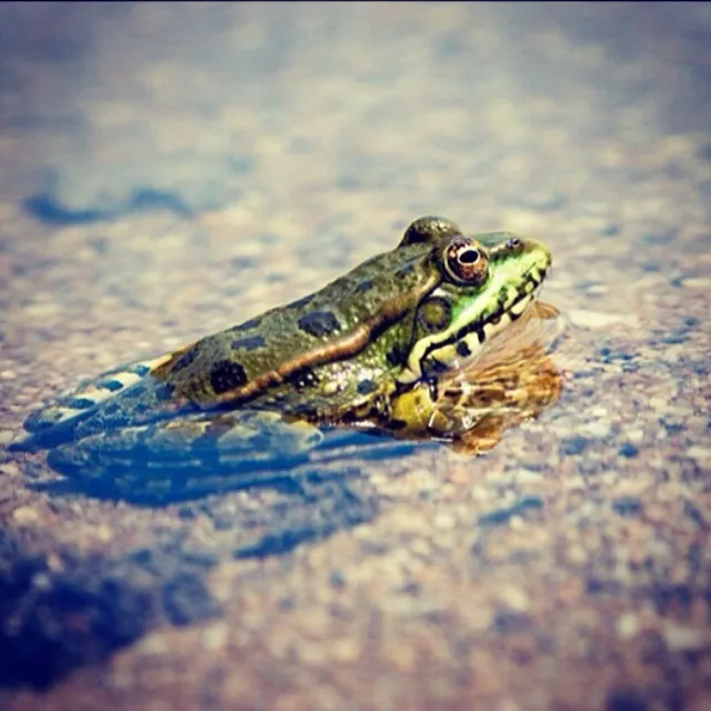 Frog