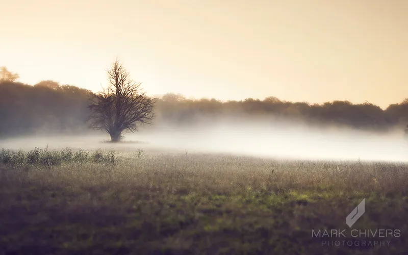 Fog