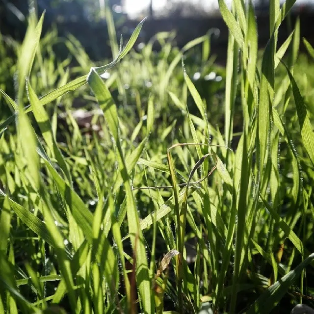 Grass